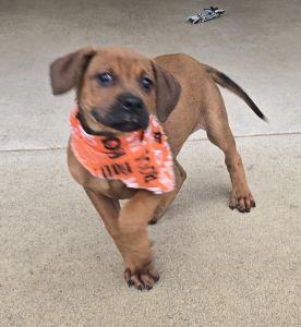 Enlarge Jack, a Adopted Redbone Coonhound in Bucyrus, OH image 3/5