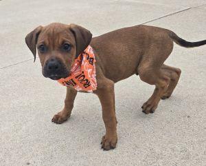Enlarge Jack, a Adopted Redbone Coonhound in Bucyrus, OH image 5/5