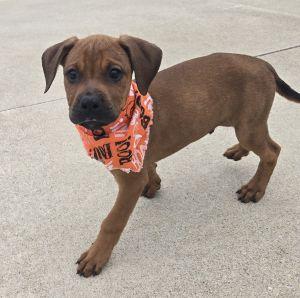 Enlarge Jack, a Adopted Redbone Coonhound in Bucyrus, OH image 2/5