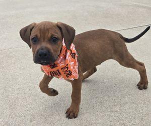 Enlarge Jack, a Adopted Redbone Coonhound in Bucyrus, OH image 1/5