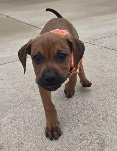 Enlarge Jack, a Adopted Redbone Coonhound in Bucyrus, OH image 4/5
