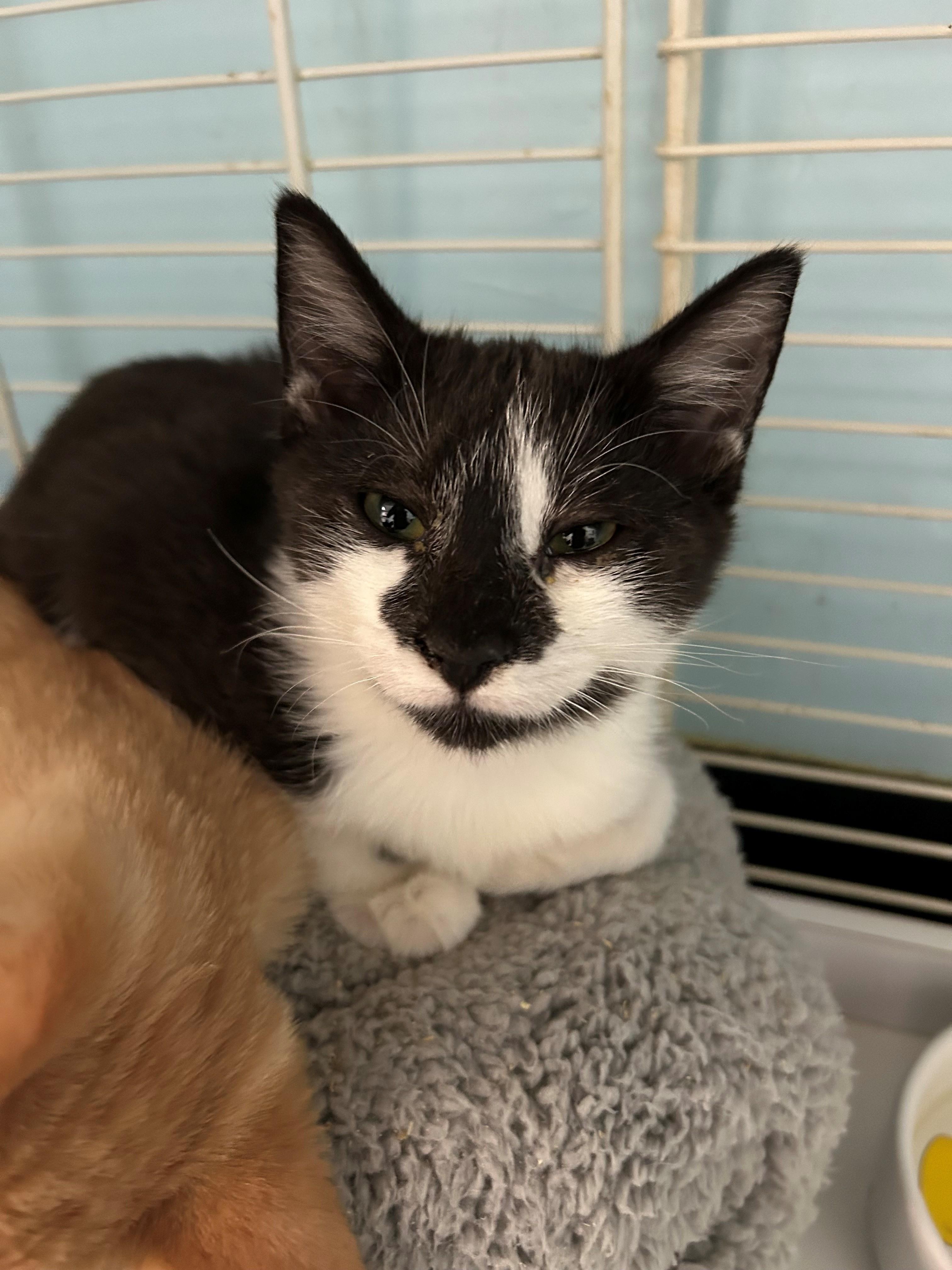 Enlarge Ozzy, a Adoptable Domestic Short Hair in Margate, FL image 1/2