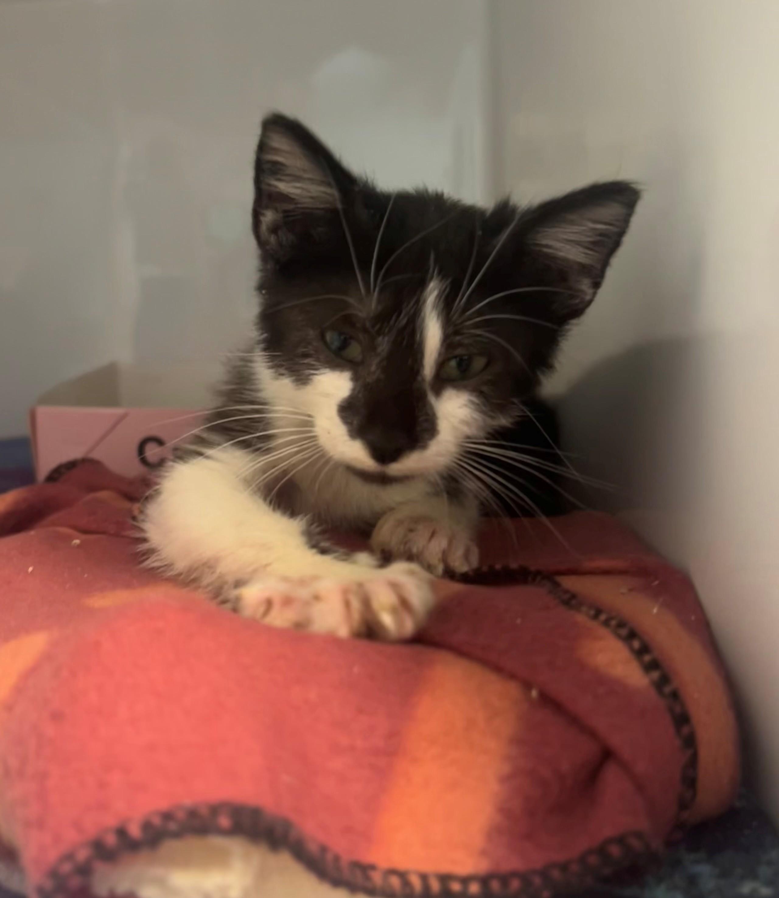 Enlarge Ozzy, a Adoptable Domestic Short Hair in Margate, FL image 2/2