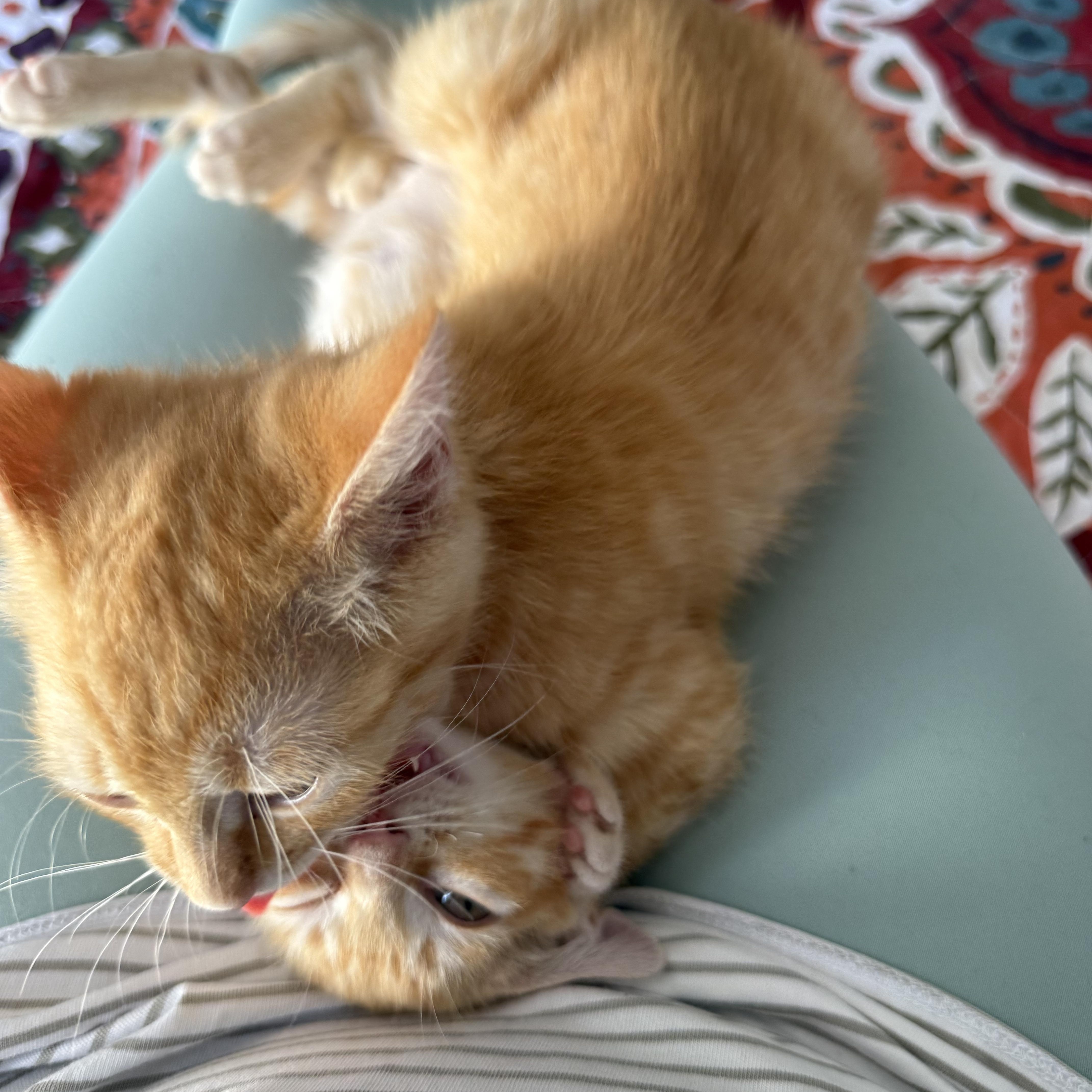 Enlarge Bingo, an adopted Domestic Short Hair in Fort Worth, TX image 3/3