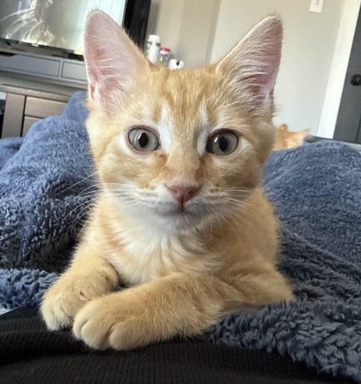 Enlarge Bingo, an adopted Domestic Short Hair in Fort Worth, TX image 1/3