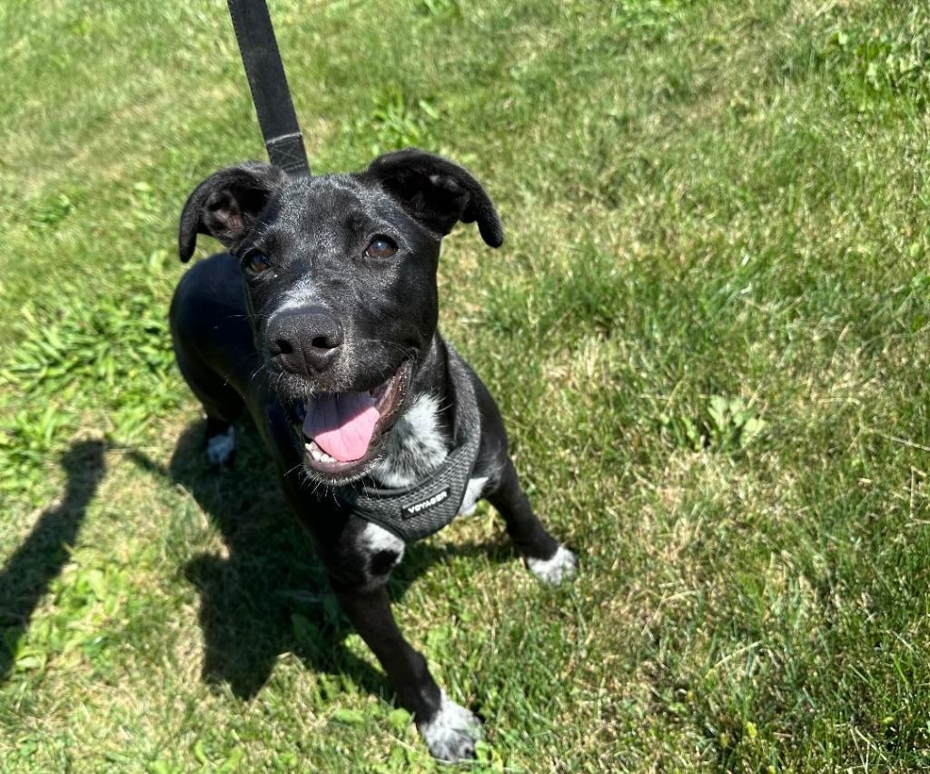 Dog for adoption Mish, a Terrier in Benld, IL Petfinder