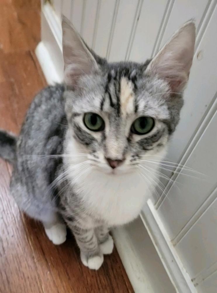 Noel, a Adoptable Tabby in Douglasville, GA image 1/4