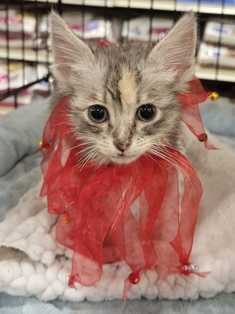 Noel, a Adoptable Tabby in Douglasville, GA image 2/4