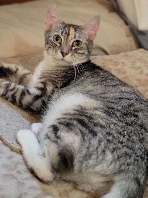 Noel, a Adoptable Tabby in Douglasville, GA image 3/4