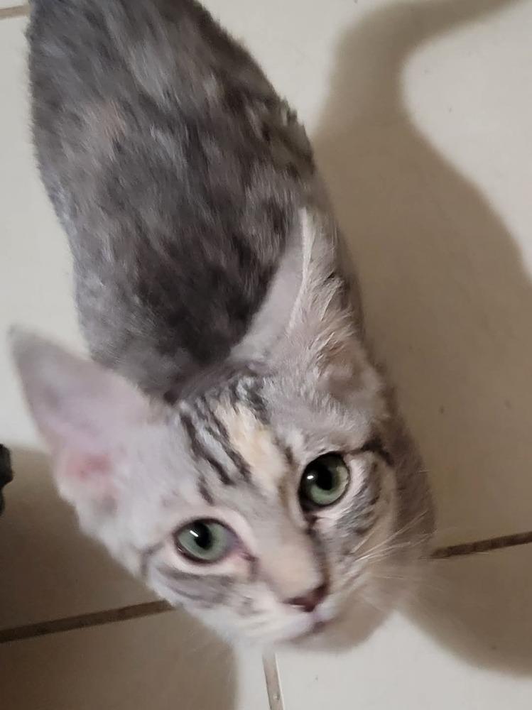 Noel, a Adoptable Tabby in Douglasville, GA image 4/4