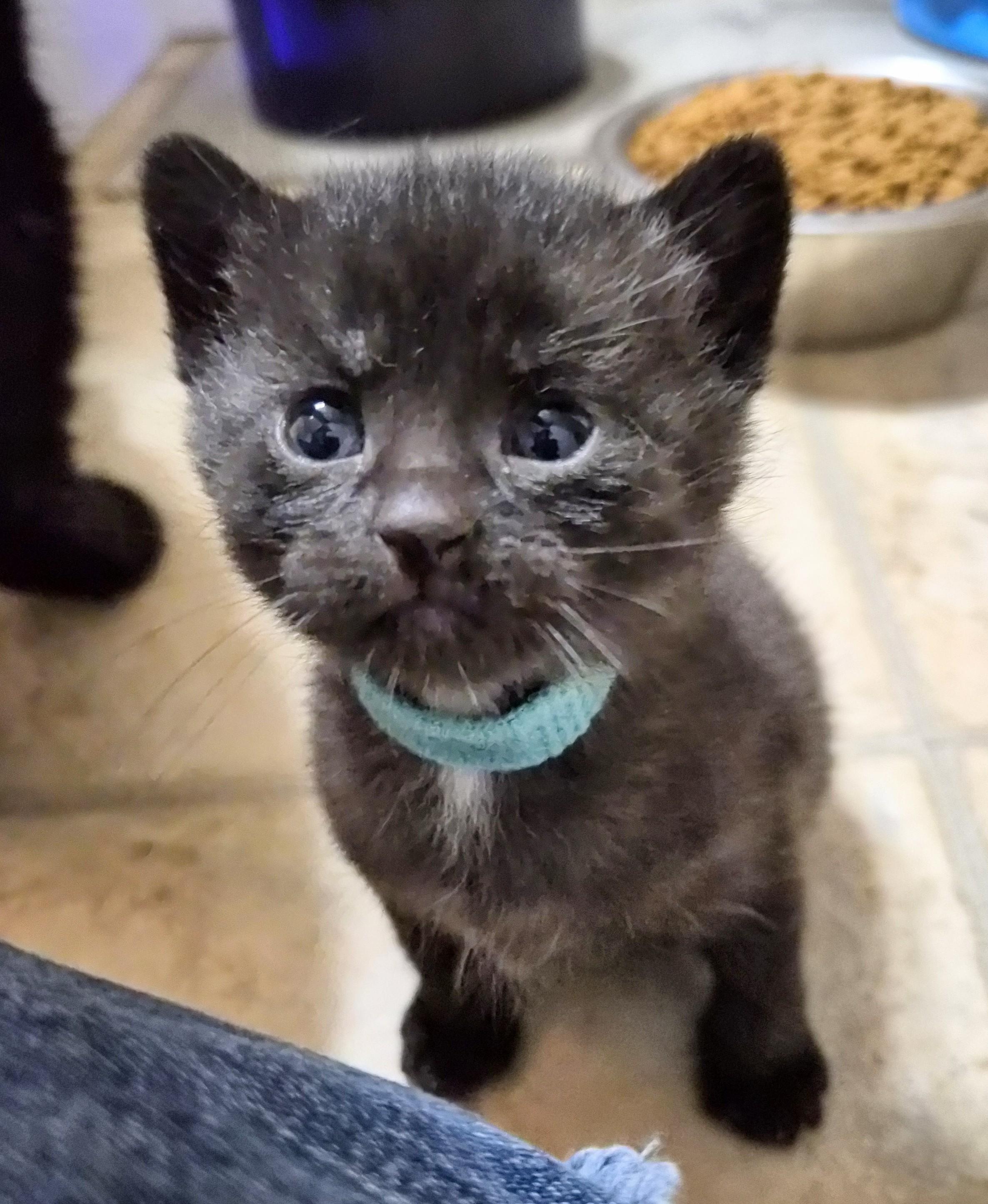 Enlarge Aelin, an adoption pending American Shorthair in Waverly, IA image 1/4