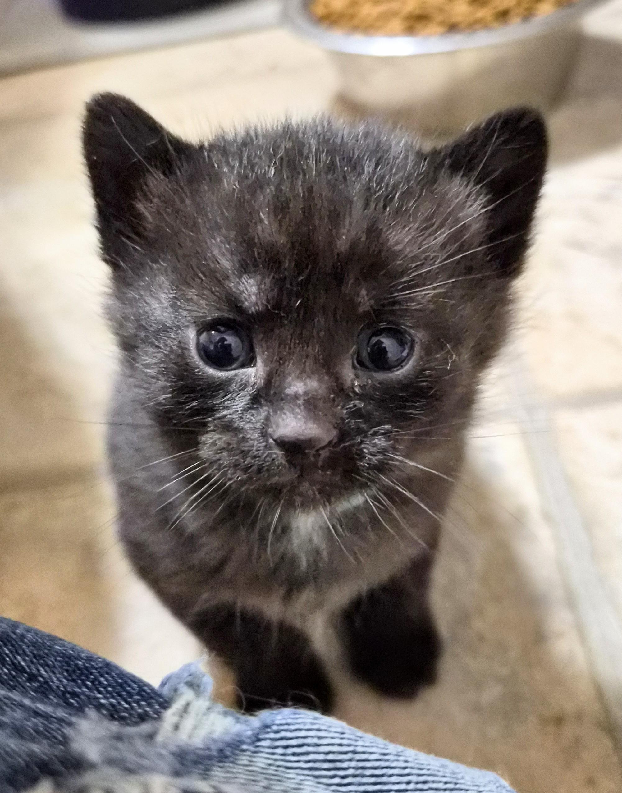 Enlarge Aelin, an adoption pending American Shorthair in Waverly, IA image 2/4
