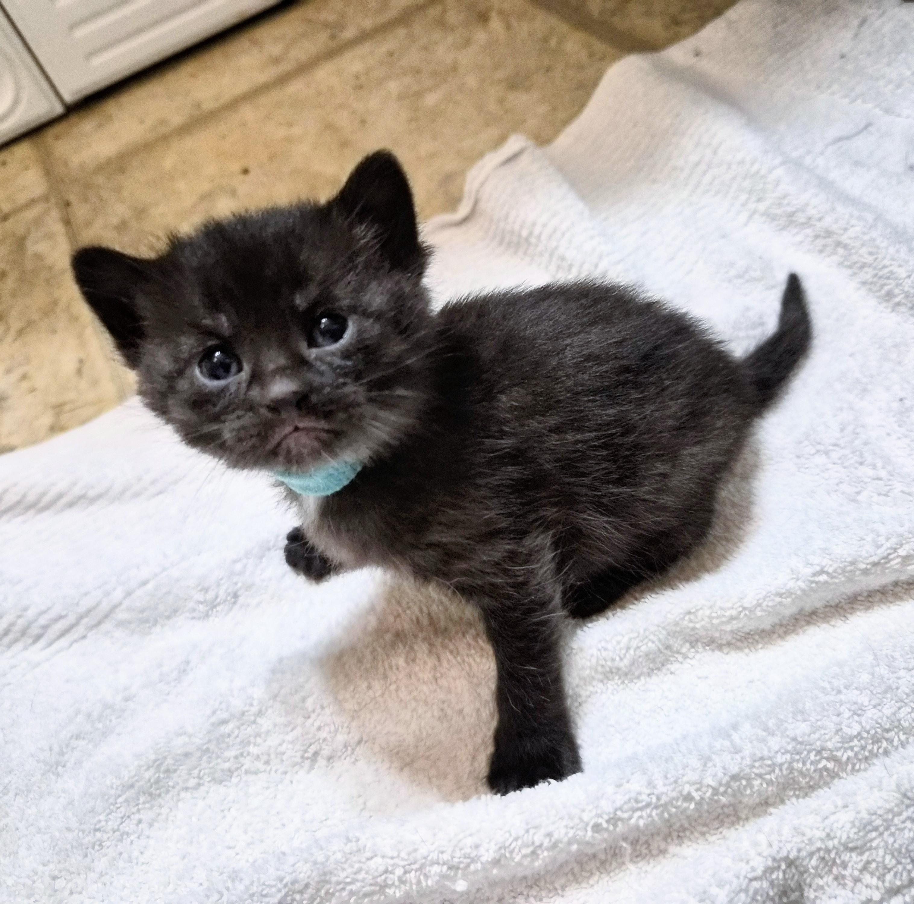 Enlarge Aelin, an adoption pending American Shorthair in Waverly, IA image 4/4