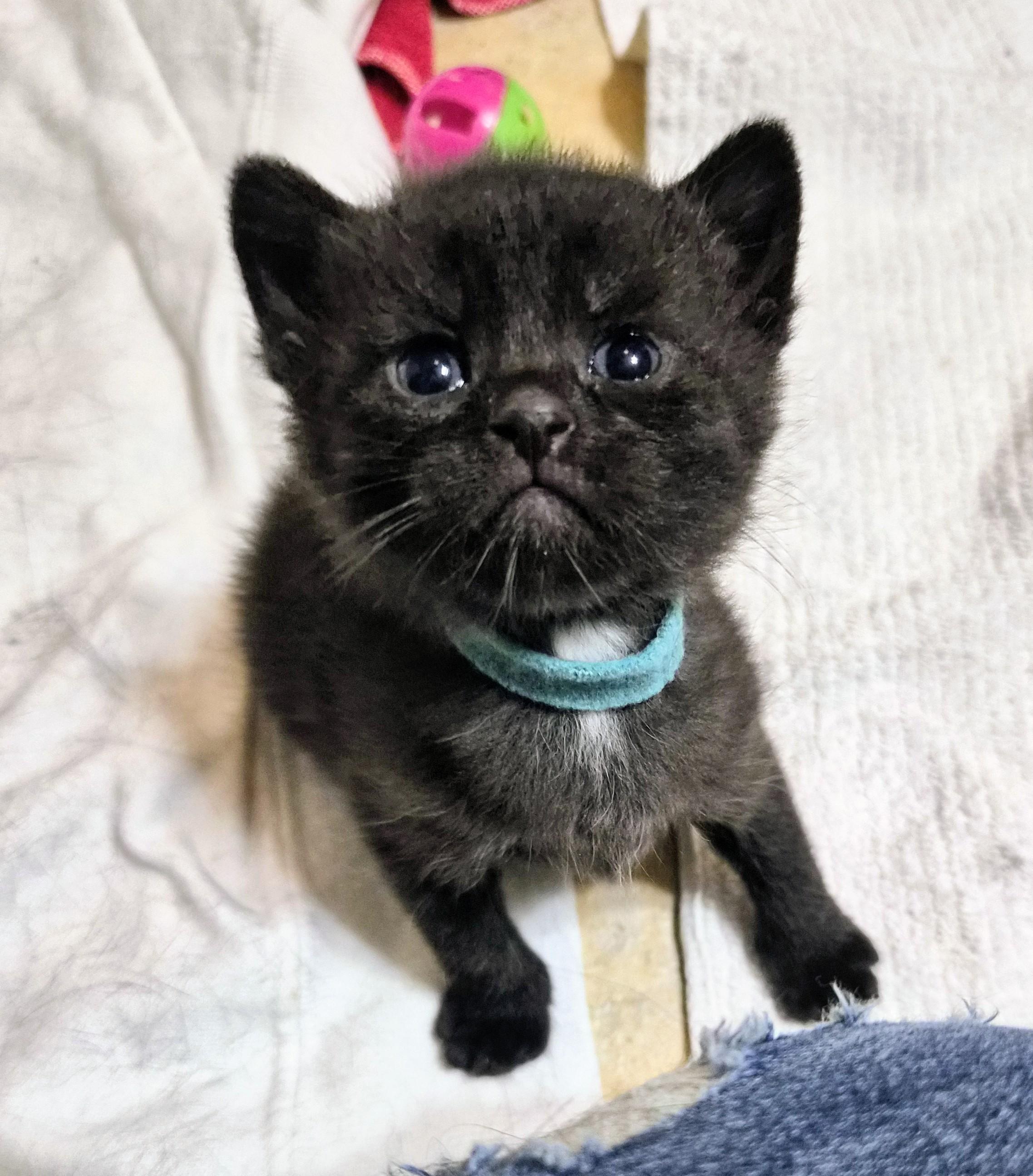 Enlarge Aelin, an adoption pending American Shorthair in Waverly, IA image 3/4