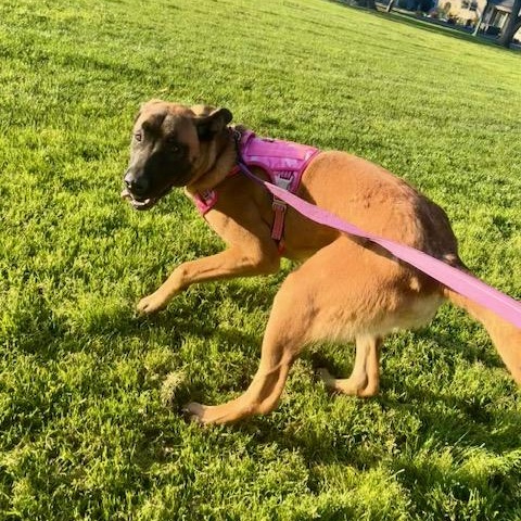 Molly, a ADOPTABLE Belgian Shepherd / Malinois in Modesto, CA image 4/4