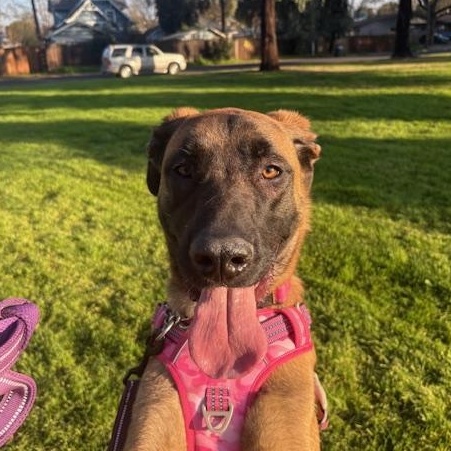 Molly, ADOPTABLE, Young Female Belgian Shepherd / Malinois.