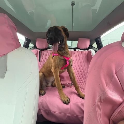 Molly, a ADOPTABLE Belgian Shepherd / Malinois in Modesto, CA image 2/4