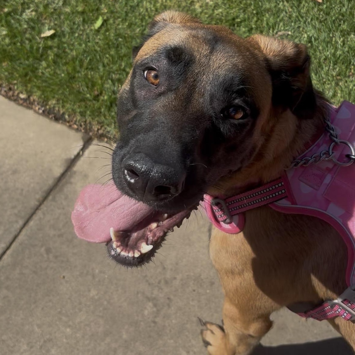 Molly, Adoptable, Young Female Belgian Shepherd / Malinois.