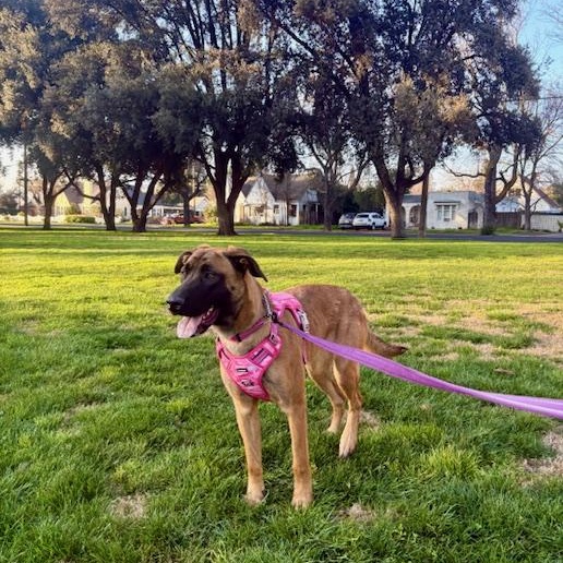 Molly, a ADOPTABLE Belgian Shepherd / Malinois in Modesto, CA image 3/4