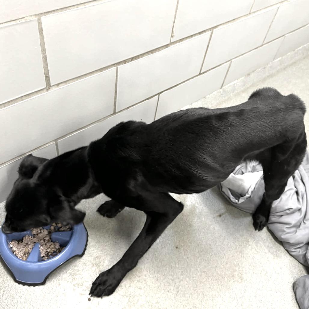 Enlarge Mater, a Adoptable mixed breed in Clarksville, TN image 1/4