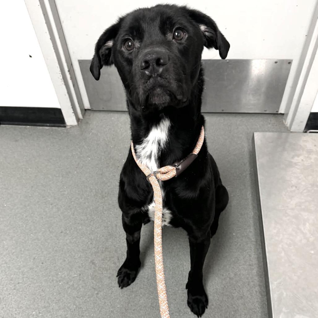 Enlarge Mater, a Adoptable mixed breed in Clarksville, TN image 2/4