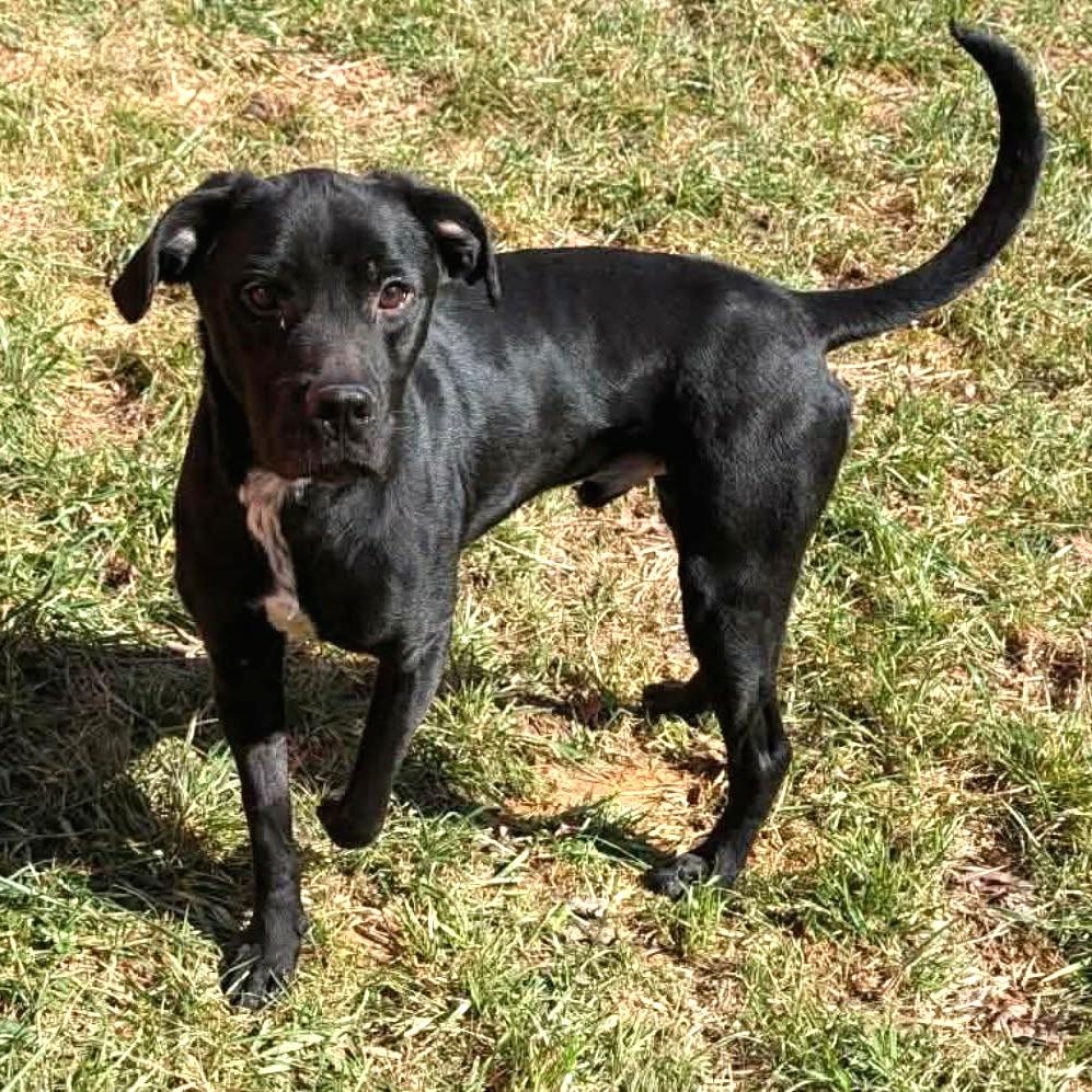 Enlarge Mater, a Adoptable mixed breed in Clarksville, TN image 4/4