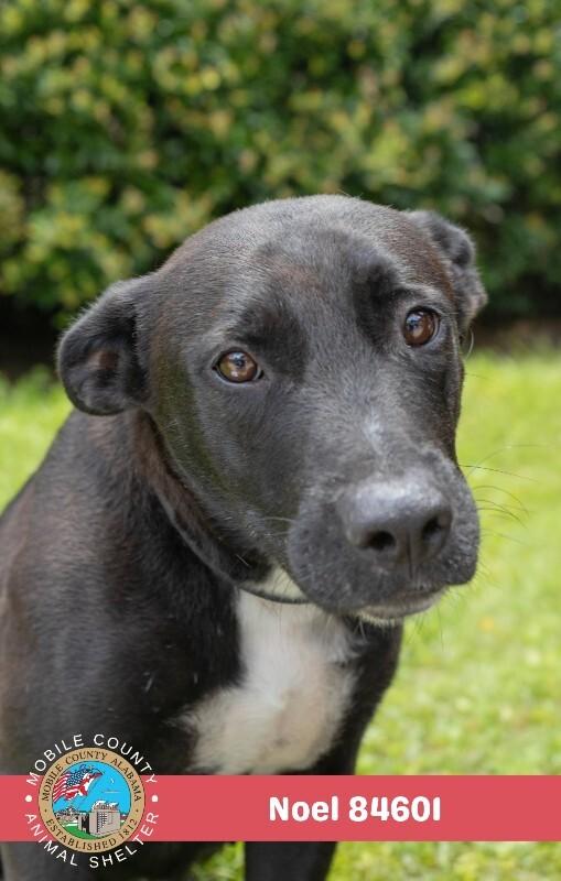 Enlarge Zoey, a Adoptable Mixed Breed in Mobile, AL image 1/2