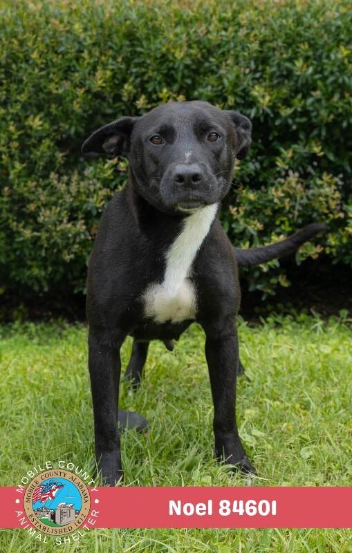 Enlarge Zoey, a Adoptable Mixed Breed in Mobile, AL image 2/2