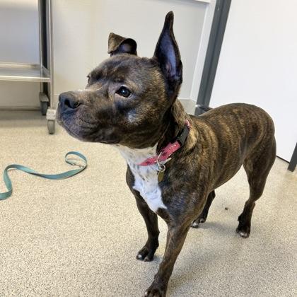 Enlarge Lilah Rayne, a ADOPTABLE Mixed Breed in Lansing, MI image 3/4