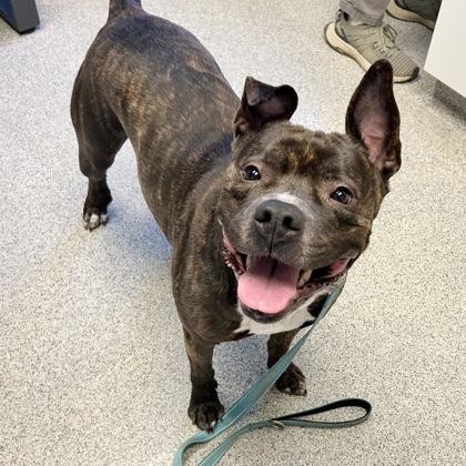 Enlarge Lilah Rayne, a ADOPTABLE Mixed Breed in Lansing, MI image 2/4