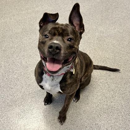 Lilah Rayne, ADOPTABLE, Adult Female Mixed Breed.
