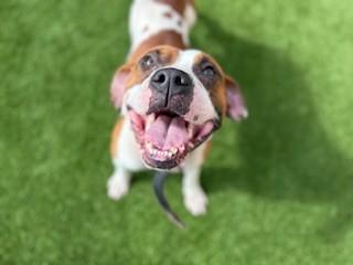 Enlarge PISTACHIO, a Adoptable Mixed Breed in Saint Cloud, FL image 1/1