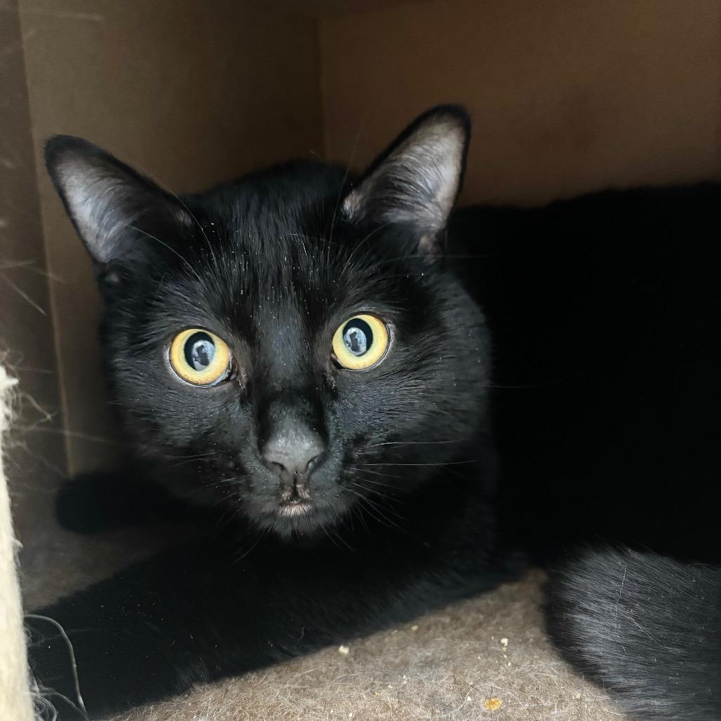 Fury, Adoptable, Adult Male Domestic Short Hair.