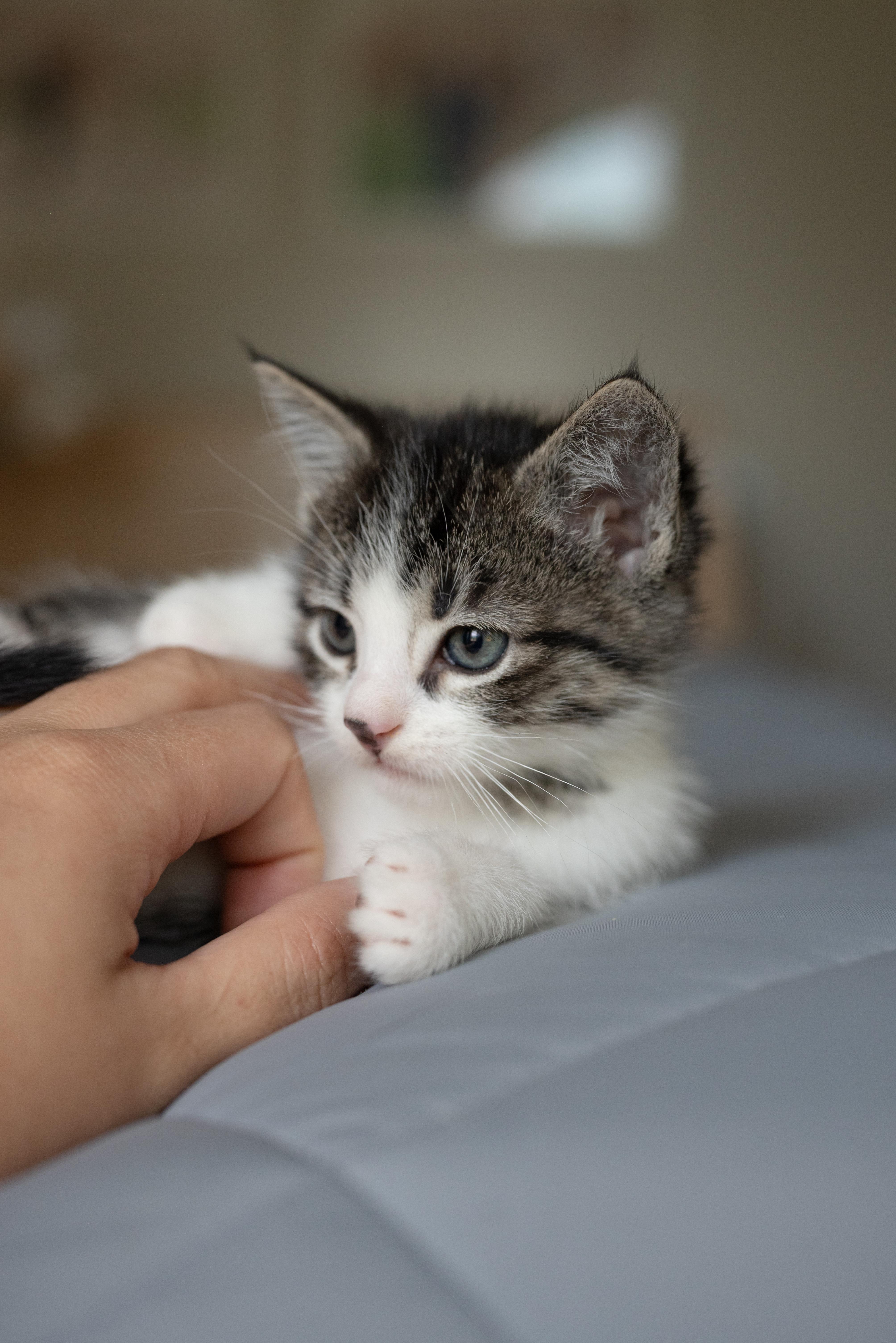 Heaven's Door, Adoptable, Kitten Male Domestic Short Hair.