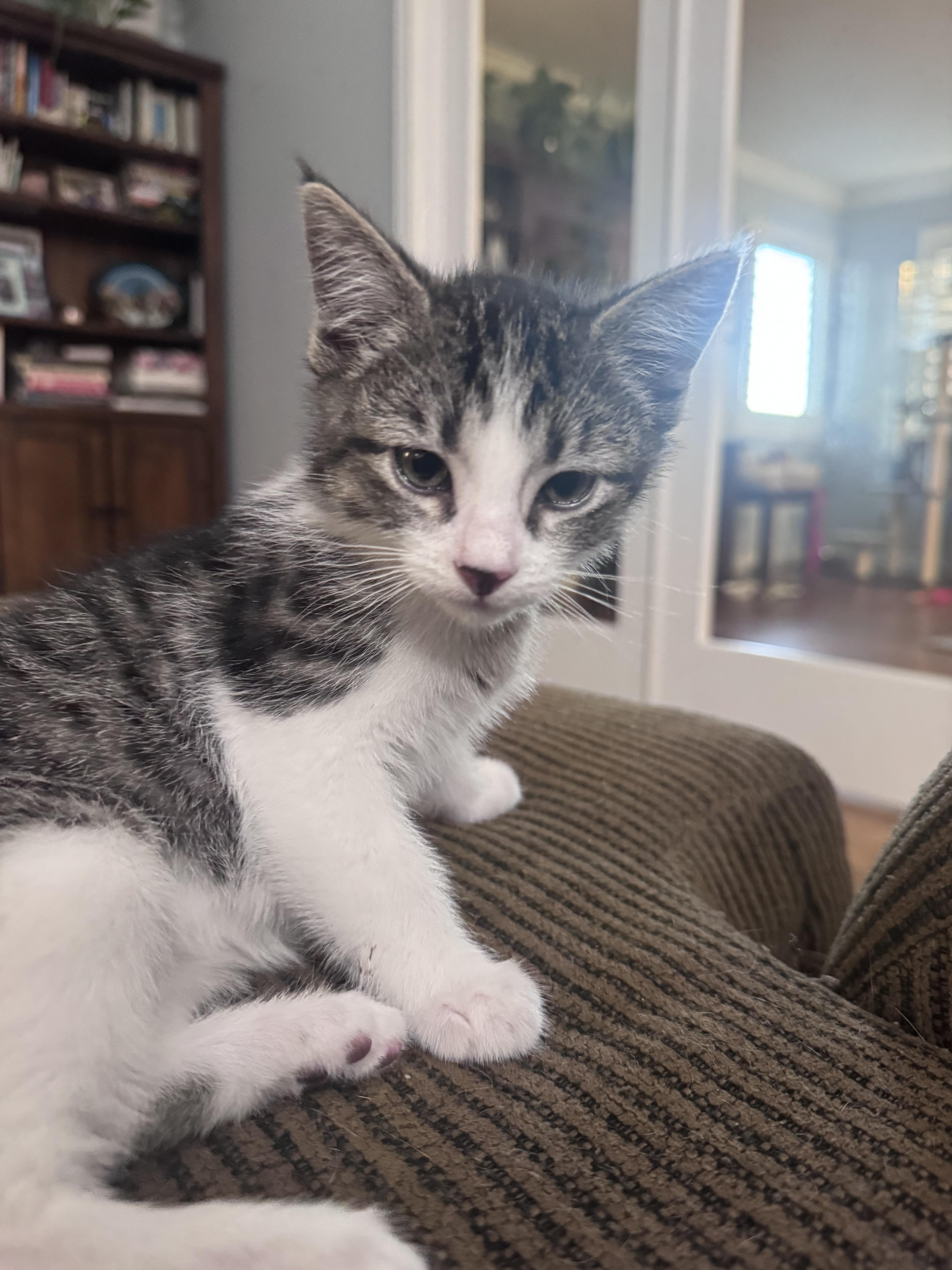 Enlarge Heaven's Door, a Adoptable Domestic Short Hair in Fruit Heights, UT image 2/6