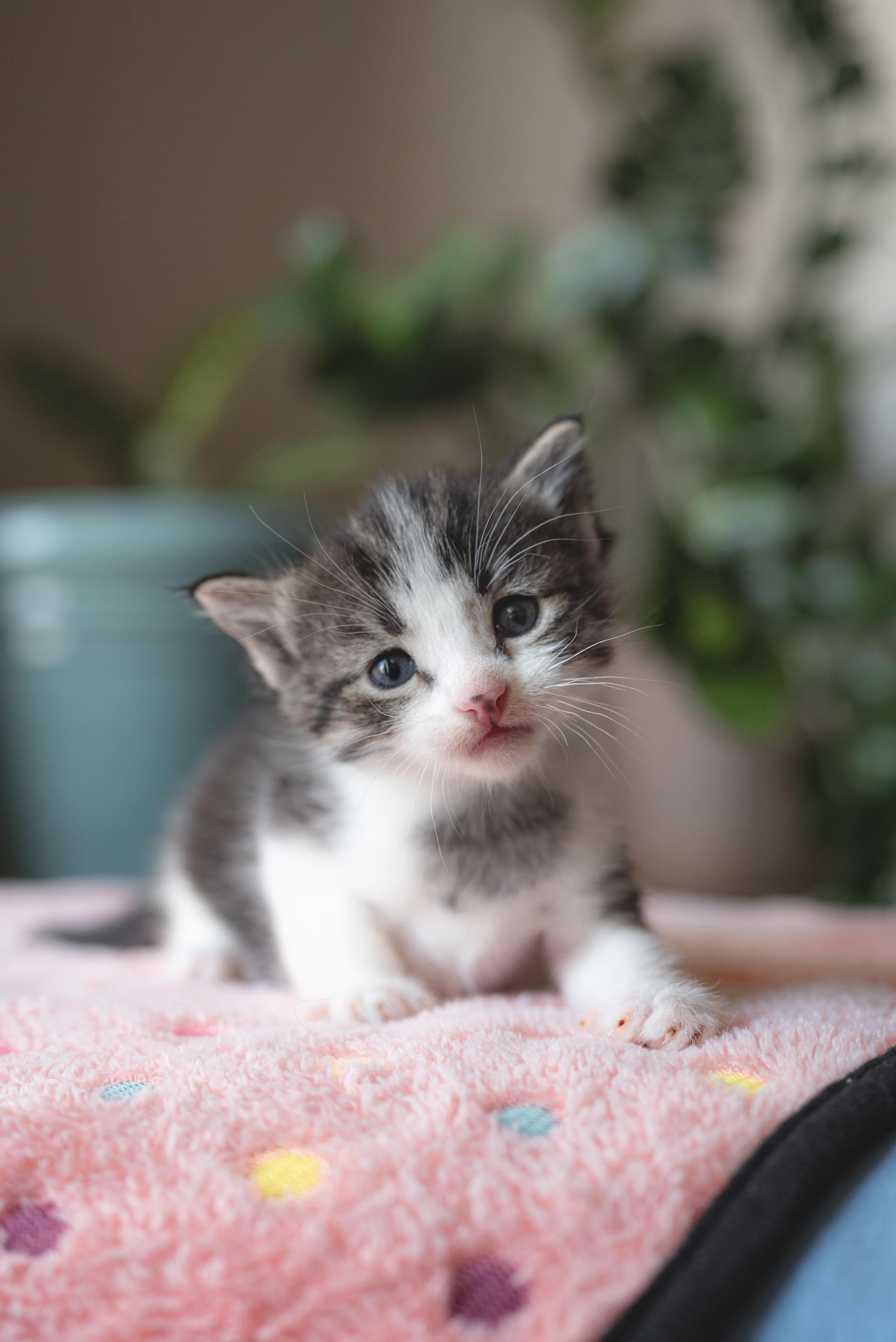 Enlarge Heaven's Door, a Adoptable Domestic Short Hair in Fruit Heights, UT image 3/6