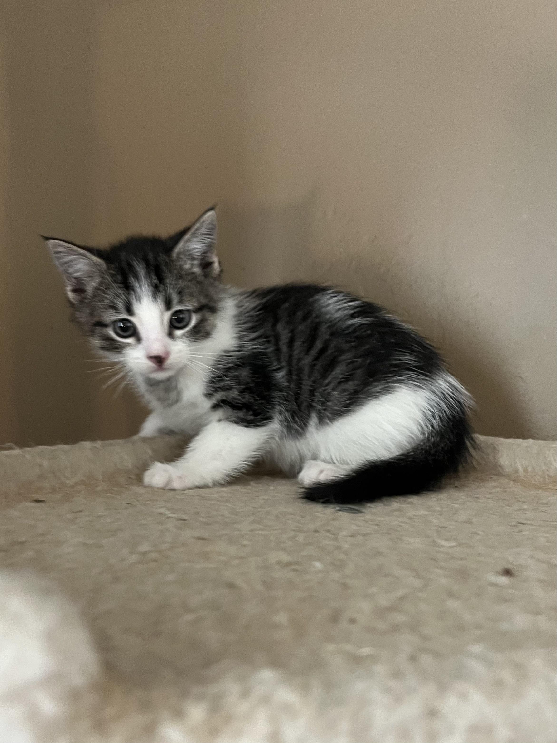 Enlarge Heaven's Door, a Adoptable Domestic Short Hair in Fruit Heights, UT image 4/6