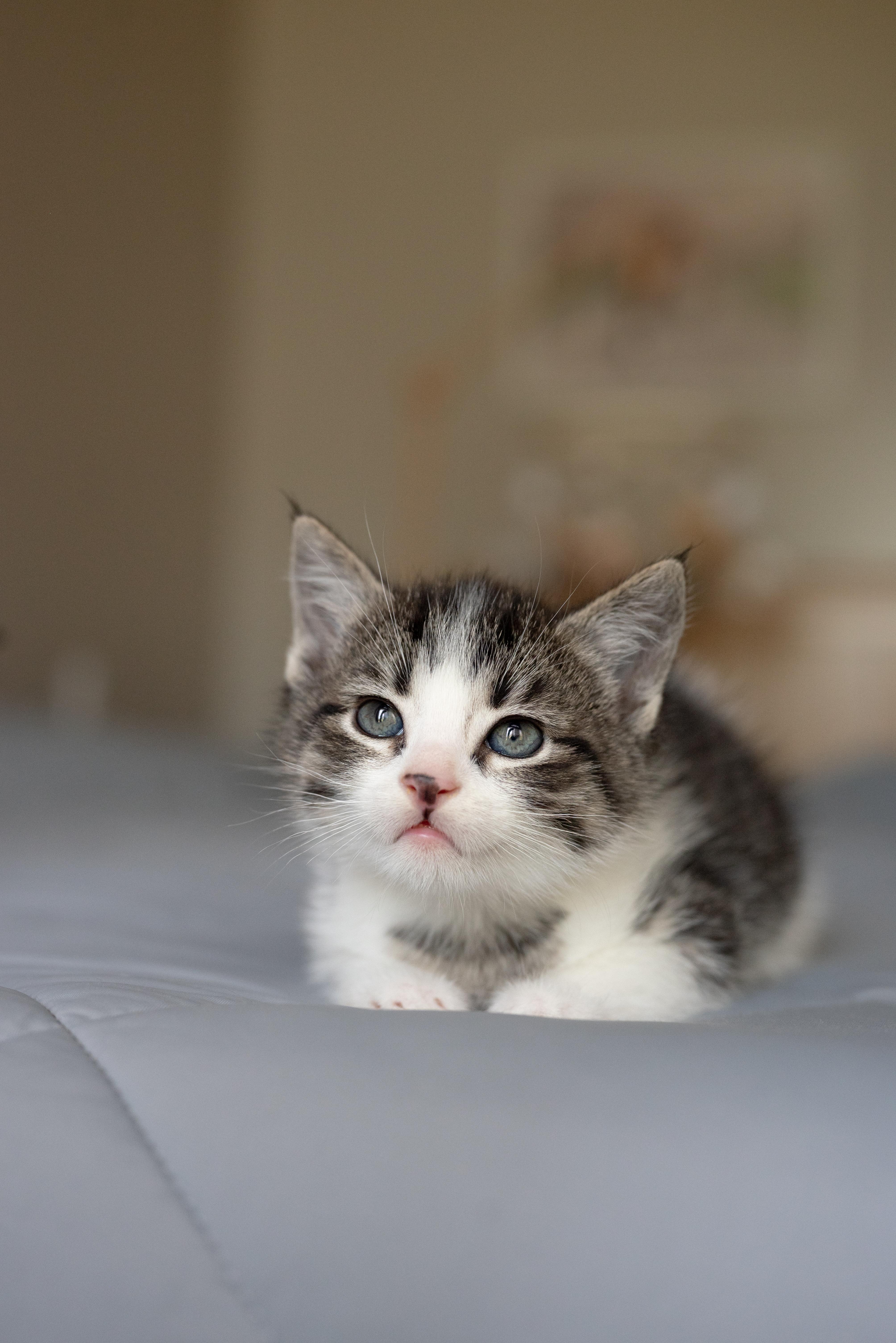 Enlarge Heaven's Door, a Adoptable Domestic Short Hair in Fruit Heights, UT image 5/6