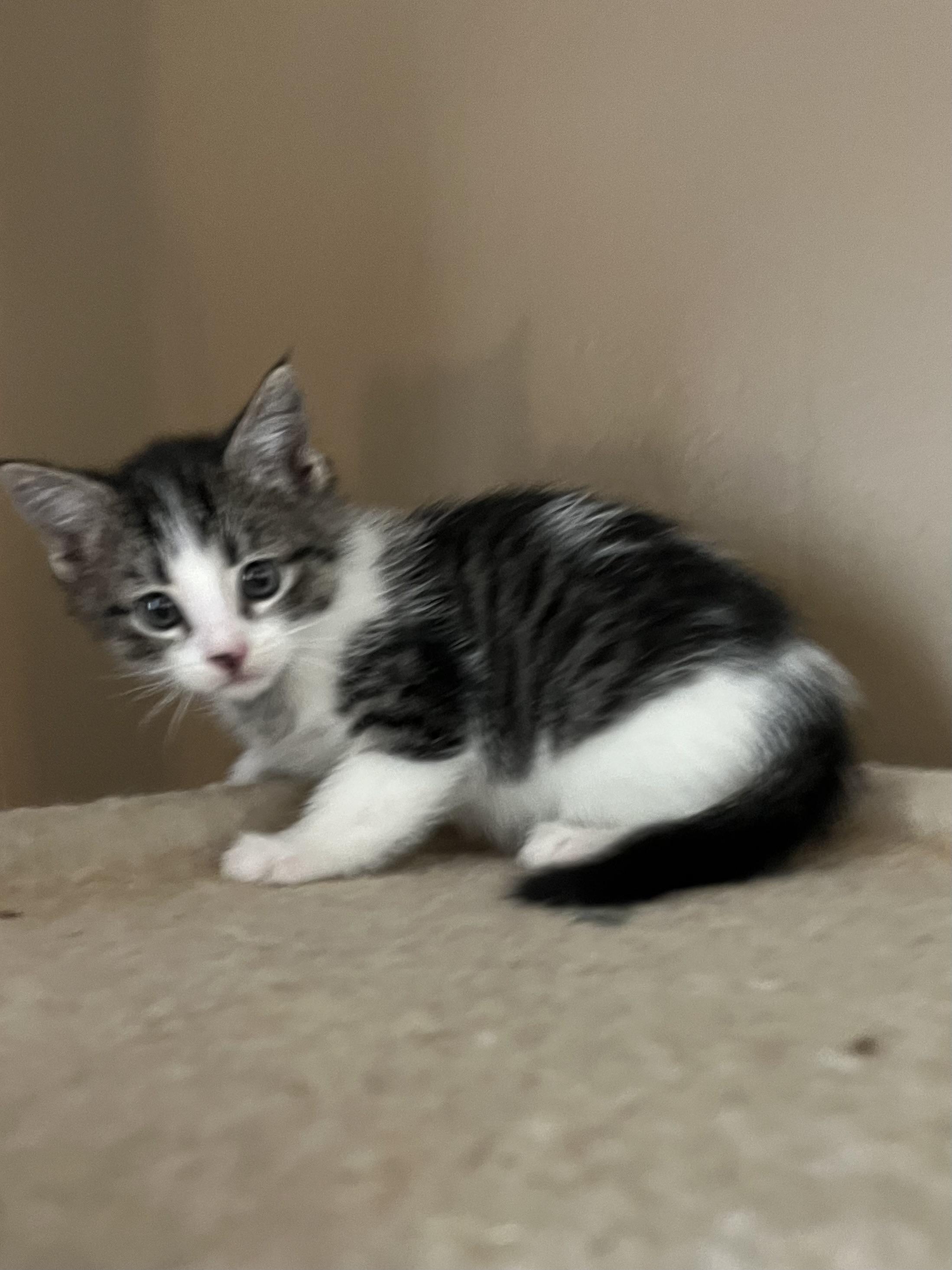 Enlarge Heaven's Door, a Adoptable Domestic Short Hair in Fruit Heights, UT image 6/6