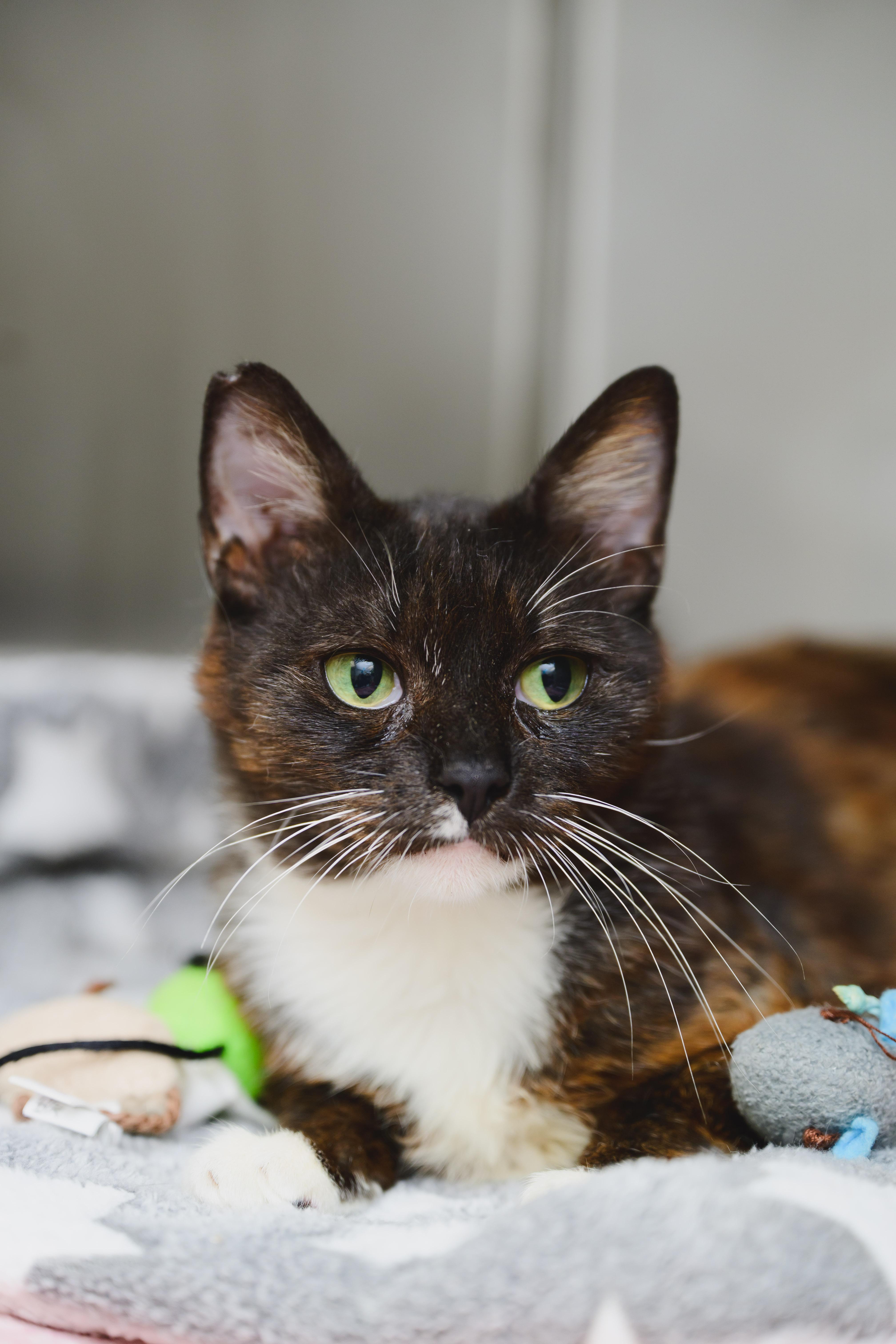 Cleo, a Adoptable Domestic Short Hair in Honolulu, HI image 1/5