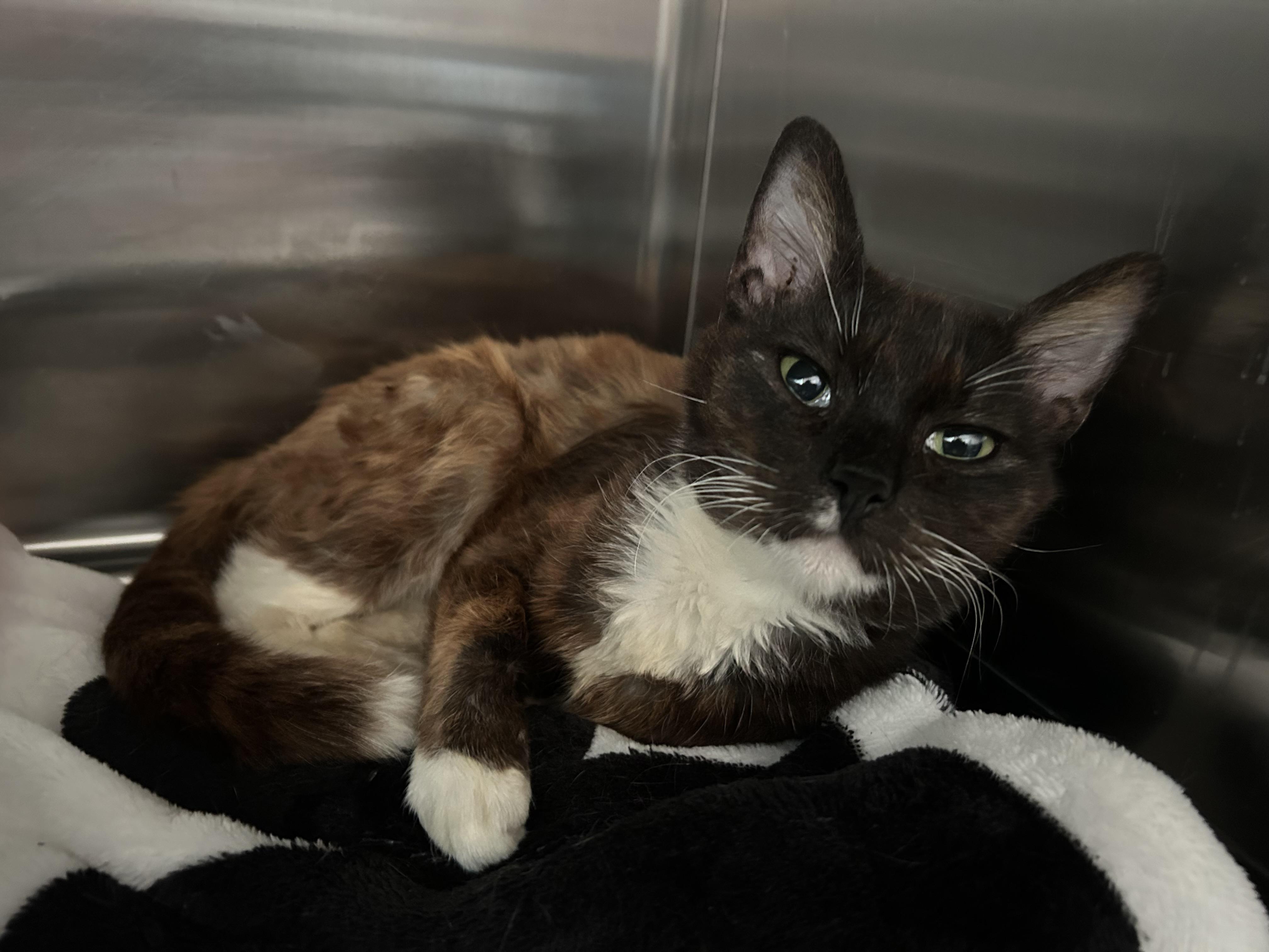 Cleo, a Adoptable Domestic Short Hair in Honolulu, HI image 2/5