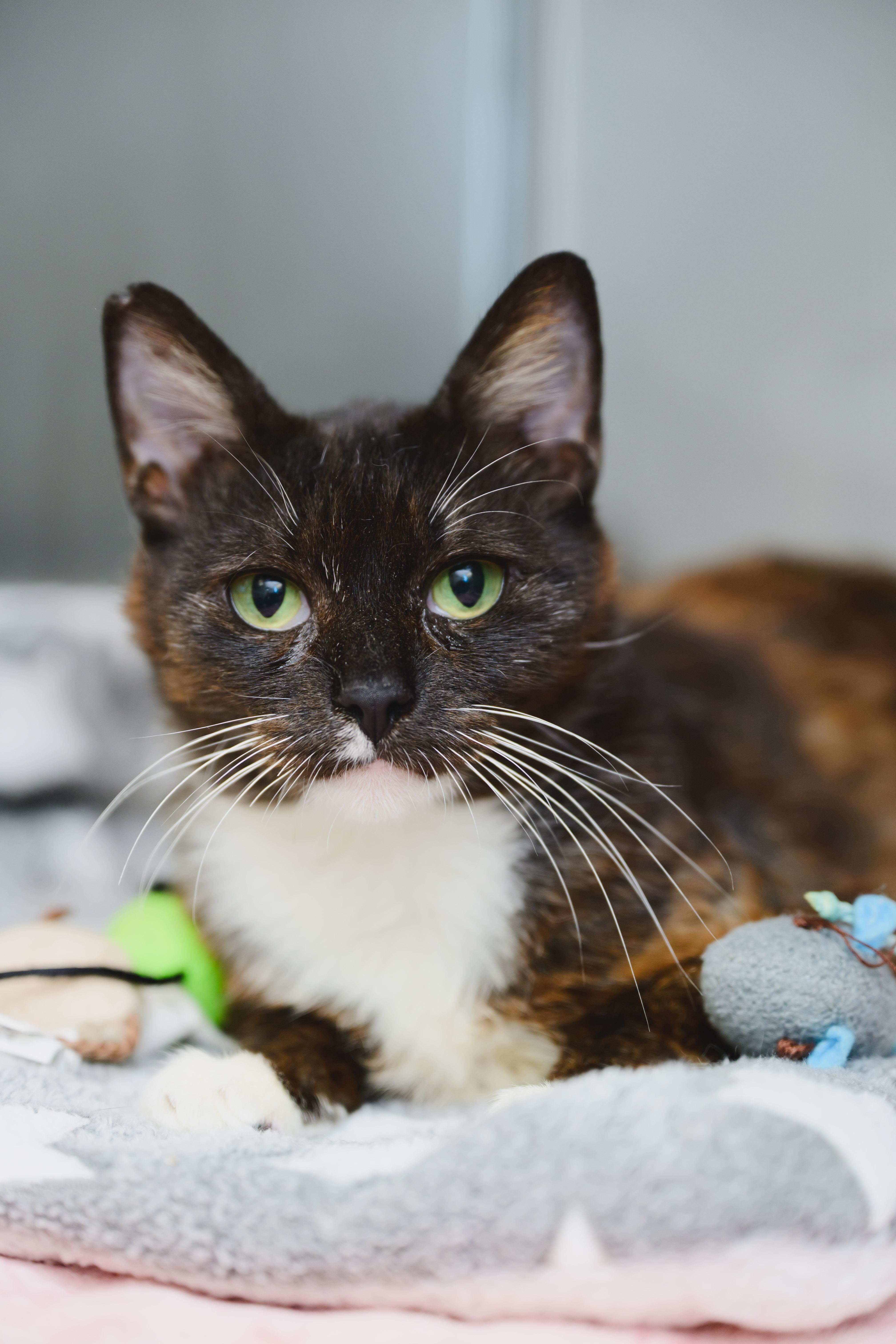 Cleo, a Adoptable Domestic Short Hair in Honolulu, HI image 3/5