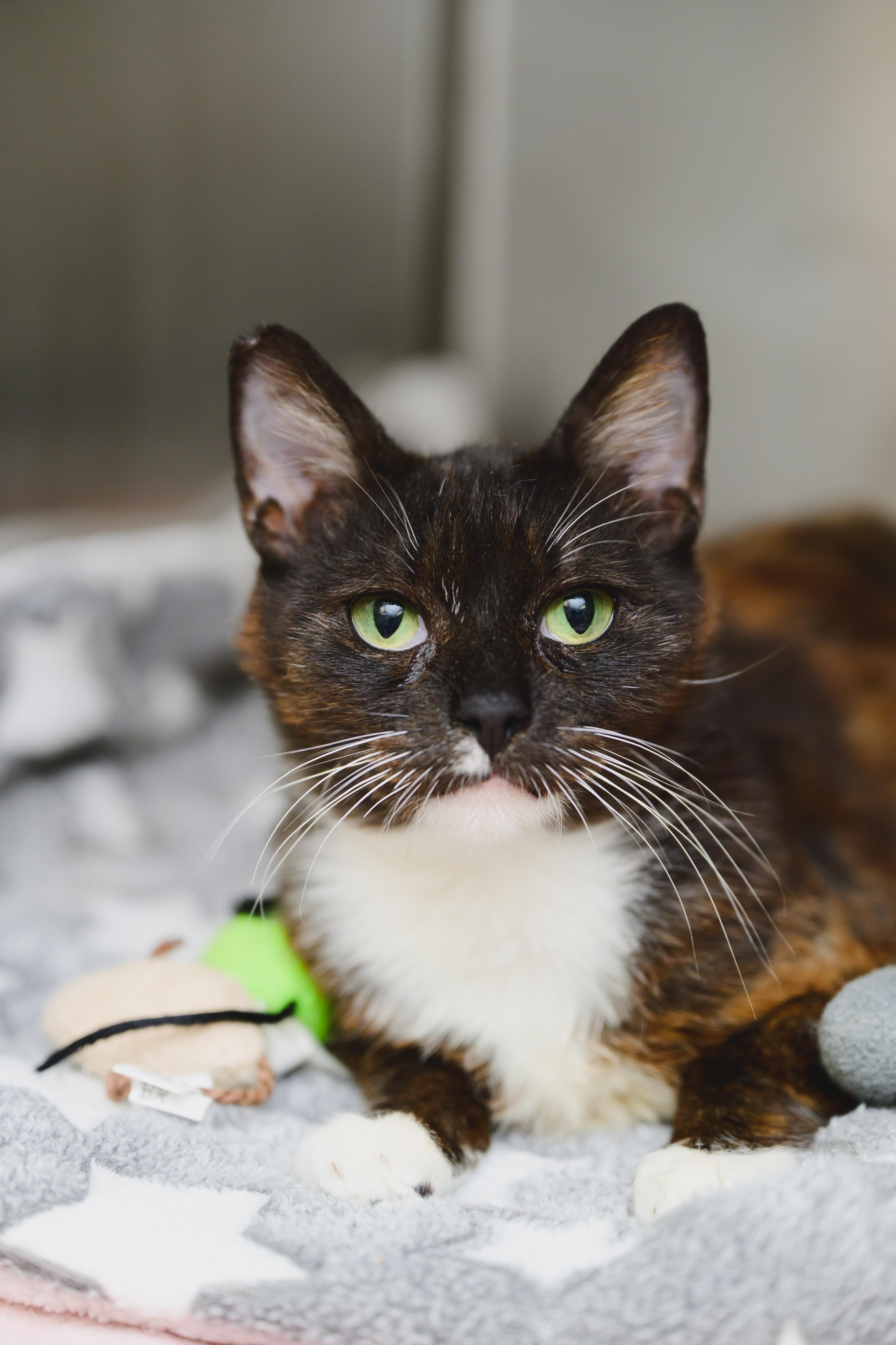 Cleo, a Adoptable Domestic Short Hair in Honolulu, HI image 4/5
