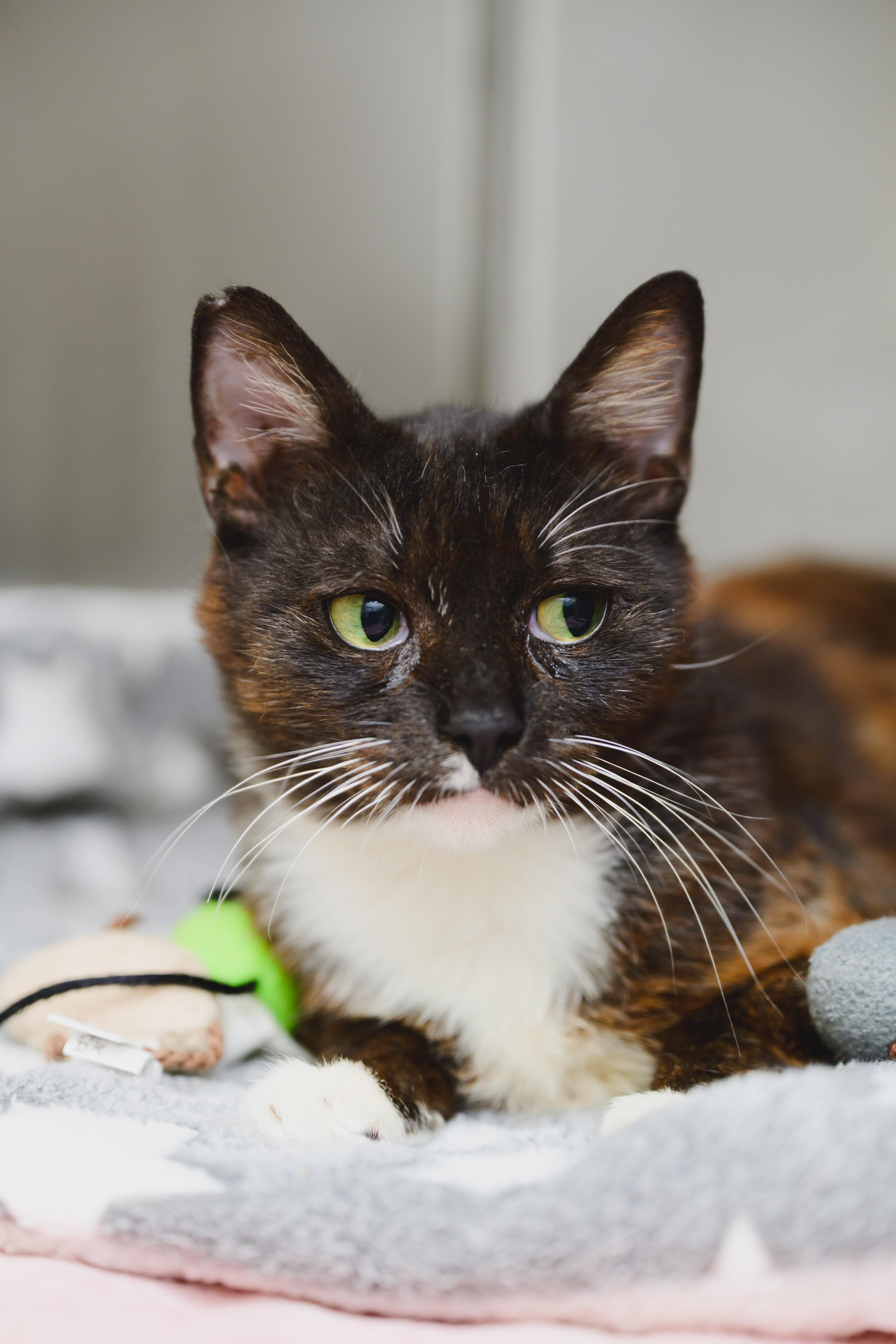 Cleo, a Adoptable Domestic Short Hair in Honolulu, HI image 5/5