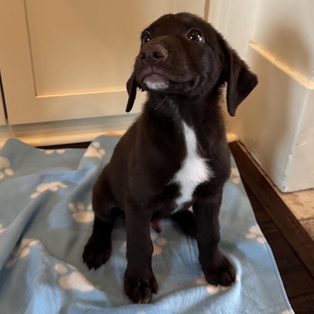 Enlarge Aspen, a Adoptable Labrador Retriever in Baton Rouge, LA image 1/4