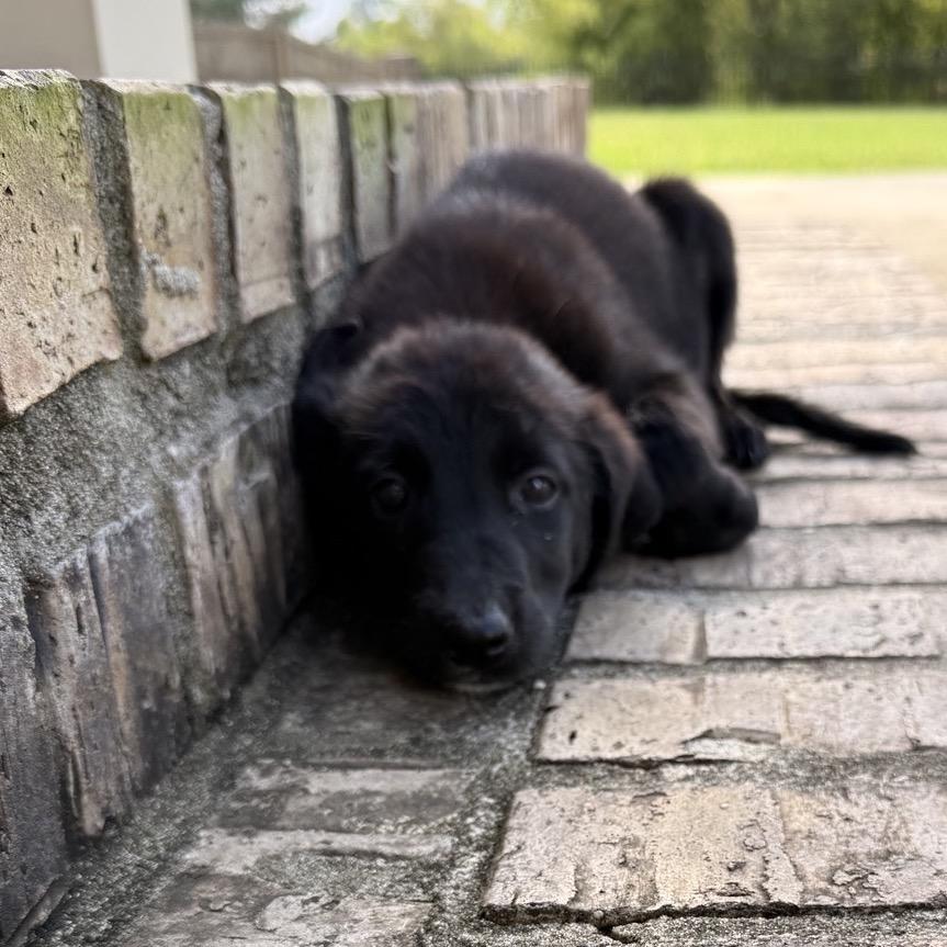 Enlarge Aspen, a Adoptable Labrador Retriever in Baton Rouge, LA image 2/4