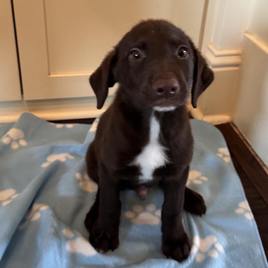 Enlarge Aspen, a Adoptable Labrador Retriever in Baton Rouge, LA image 3/4