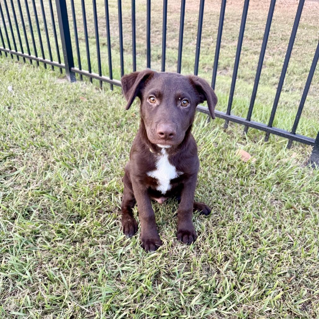 Enlarge Aspen, a Adoptable Labrador Retriever in Baton Rouge, LA image 4/4