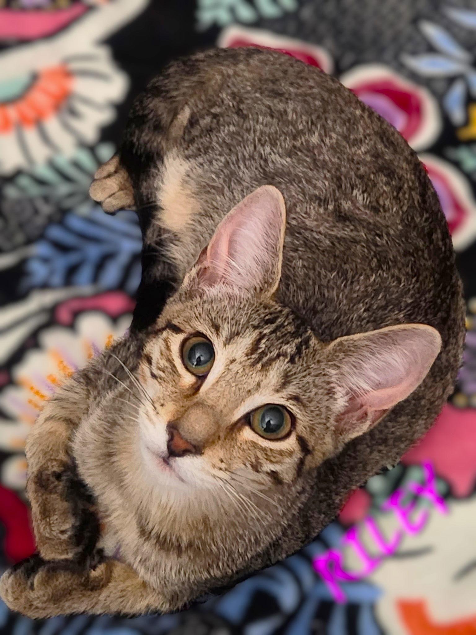Riley, Adoptable, Young Male Tabby.
