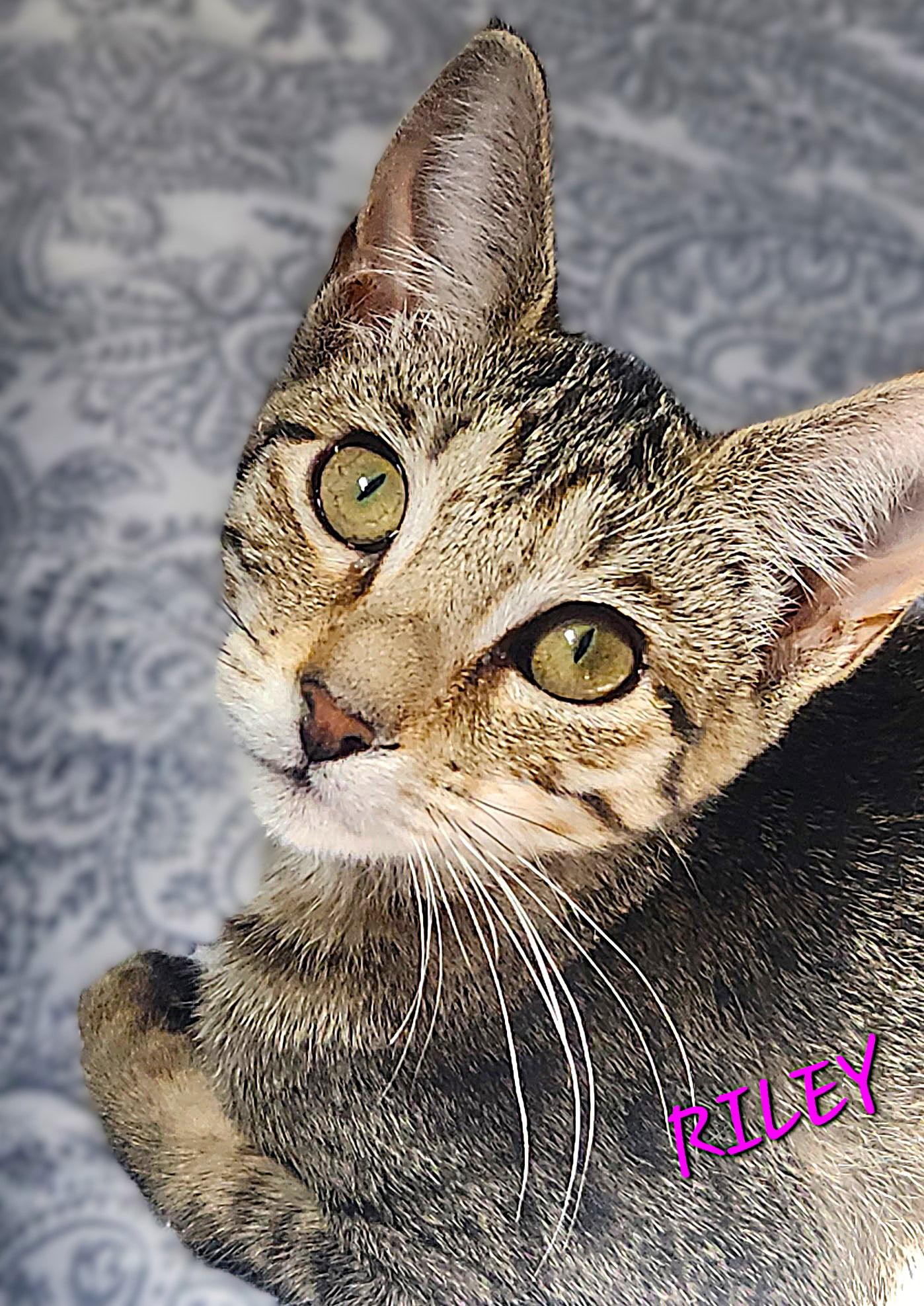 Enlarge Riley, a Adoptable Tabby in Fort Myers, FL image 2/2